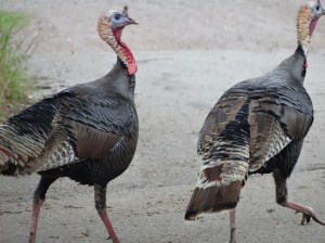 WMWR - Wild Turkey