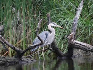 Blue Heron @  Greenleaf, MD