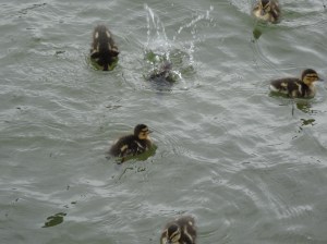 Ducklings on the St. Lawrence River