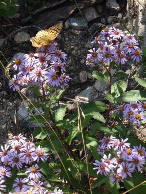 Red Lodge Butterfly2