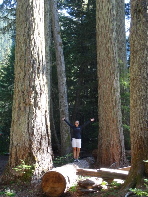 Mart among the gian fir trees