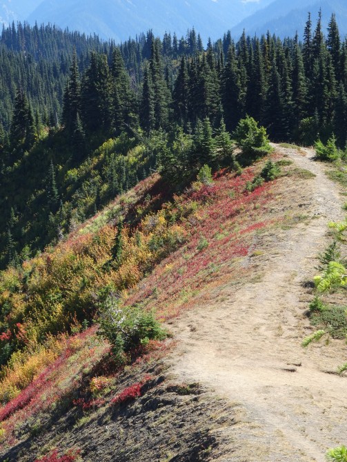 Hurricane Ridge Trail