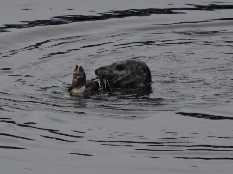 Ketchikan Otter