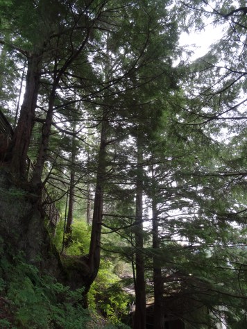 Trail above creek walkway