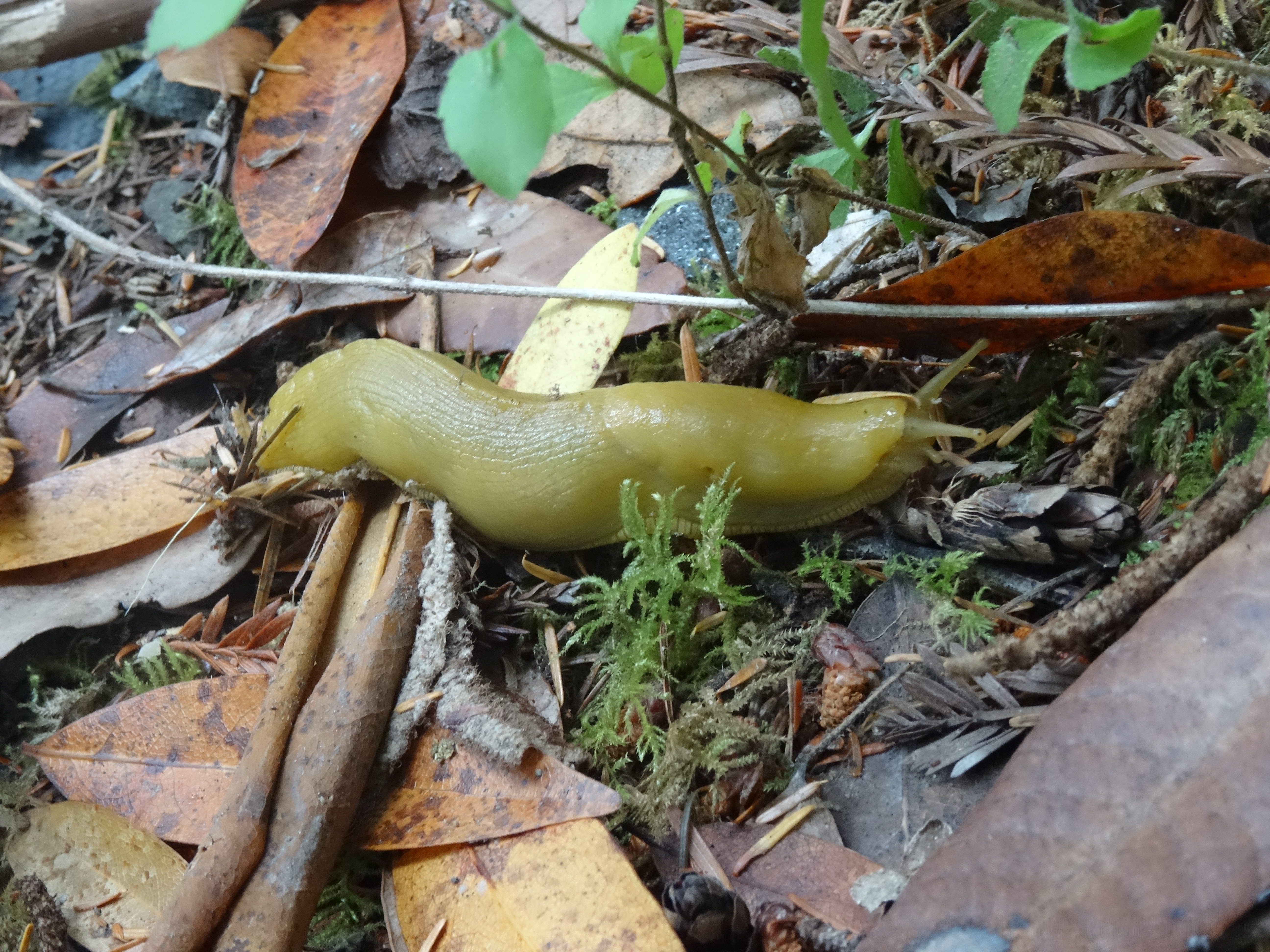 Banana Slug, JSRSP