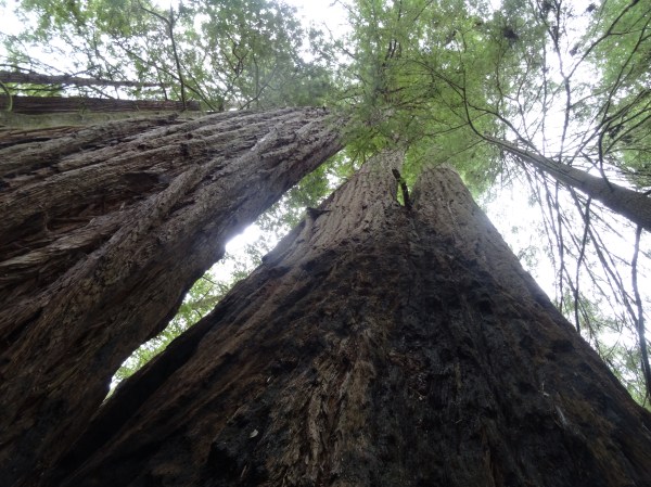 Giants, JS Redwood State Park