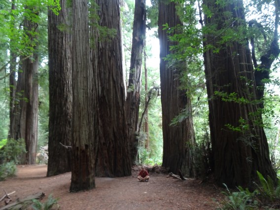 JSRSP, Stout Grove 4