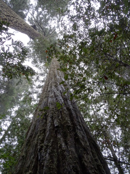 Lady Bird Grove &amp; Nature Trail