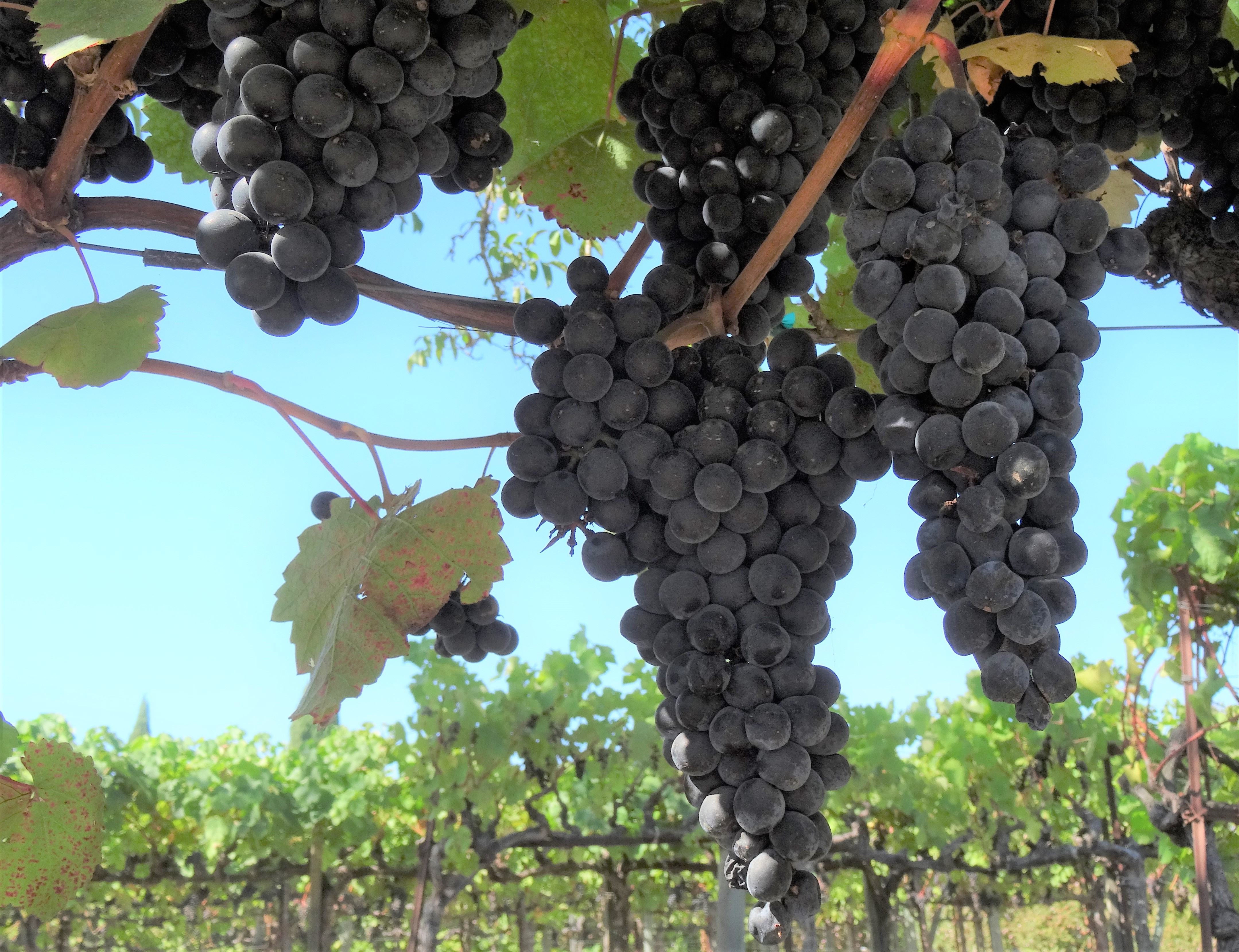 Kendall-Jackson Sampling Grapes 2
