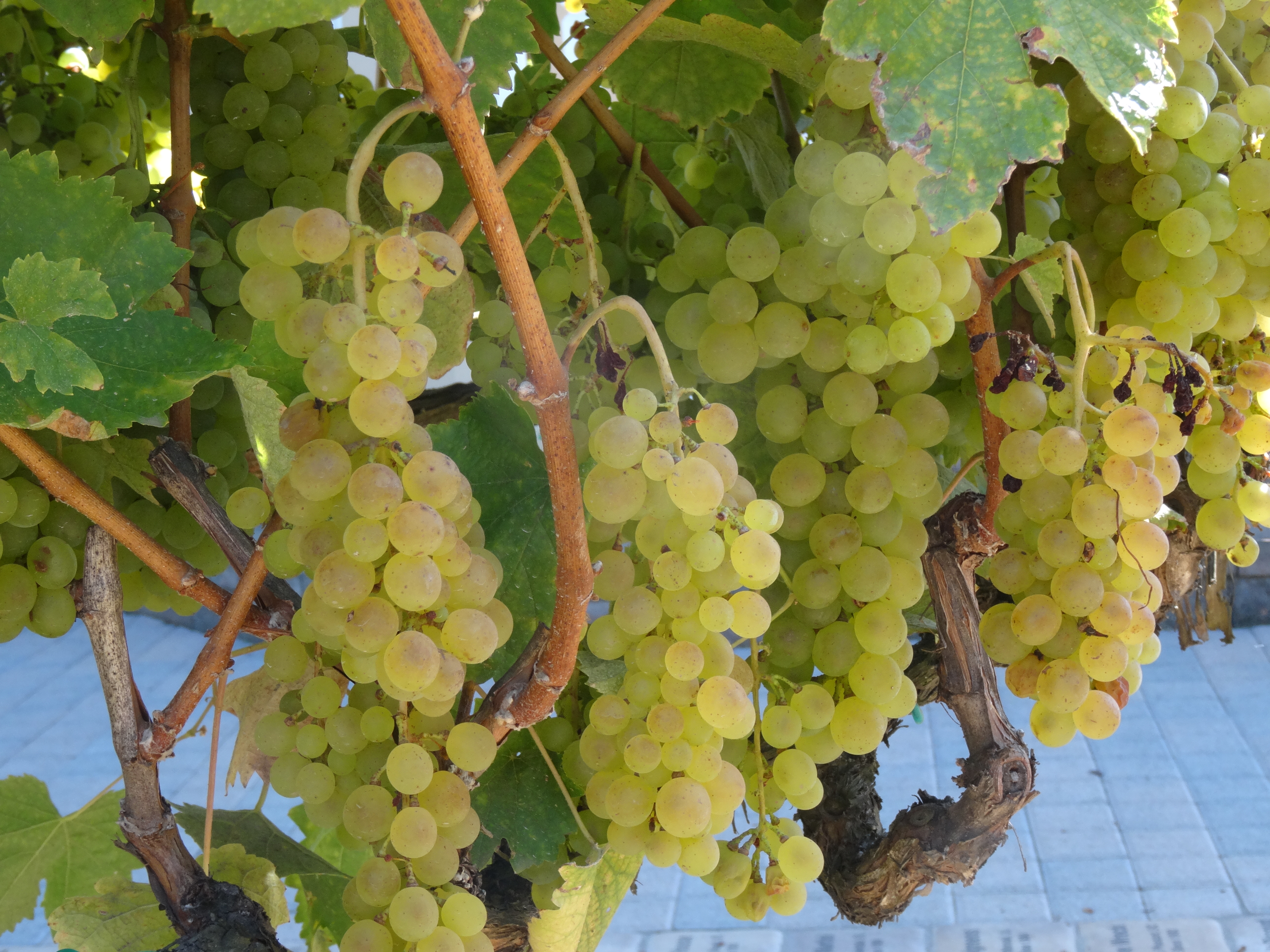Kendall-Jackson Sampling Grapes 3