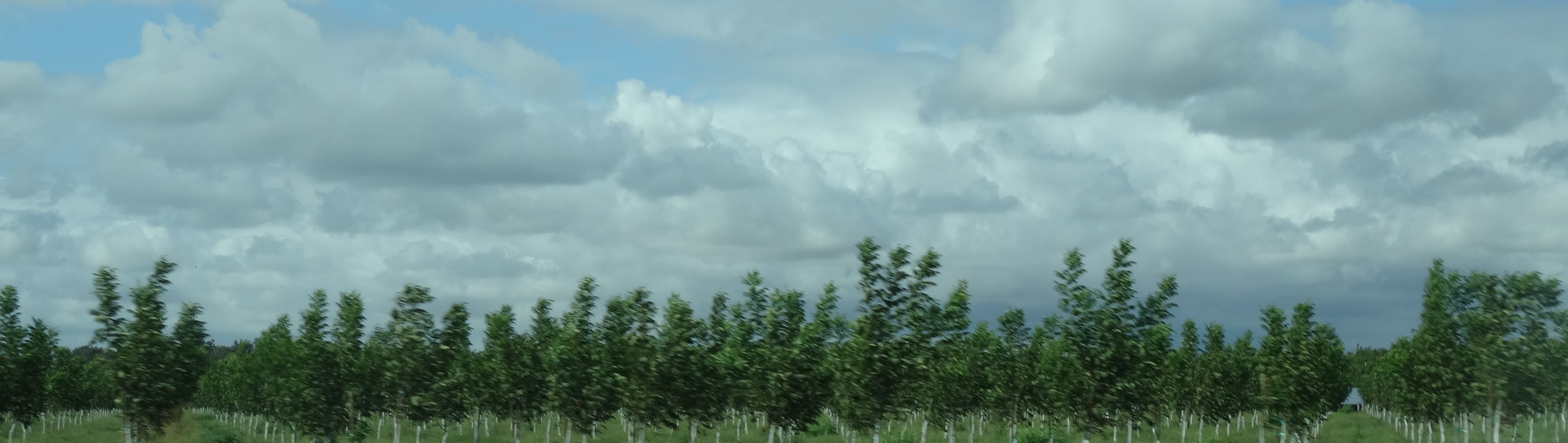 Orchard in California's Central Valley