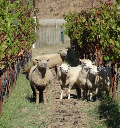 Truett-Hurst Vineyard