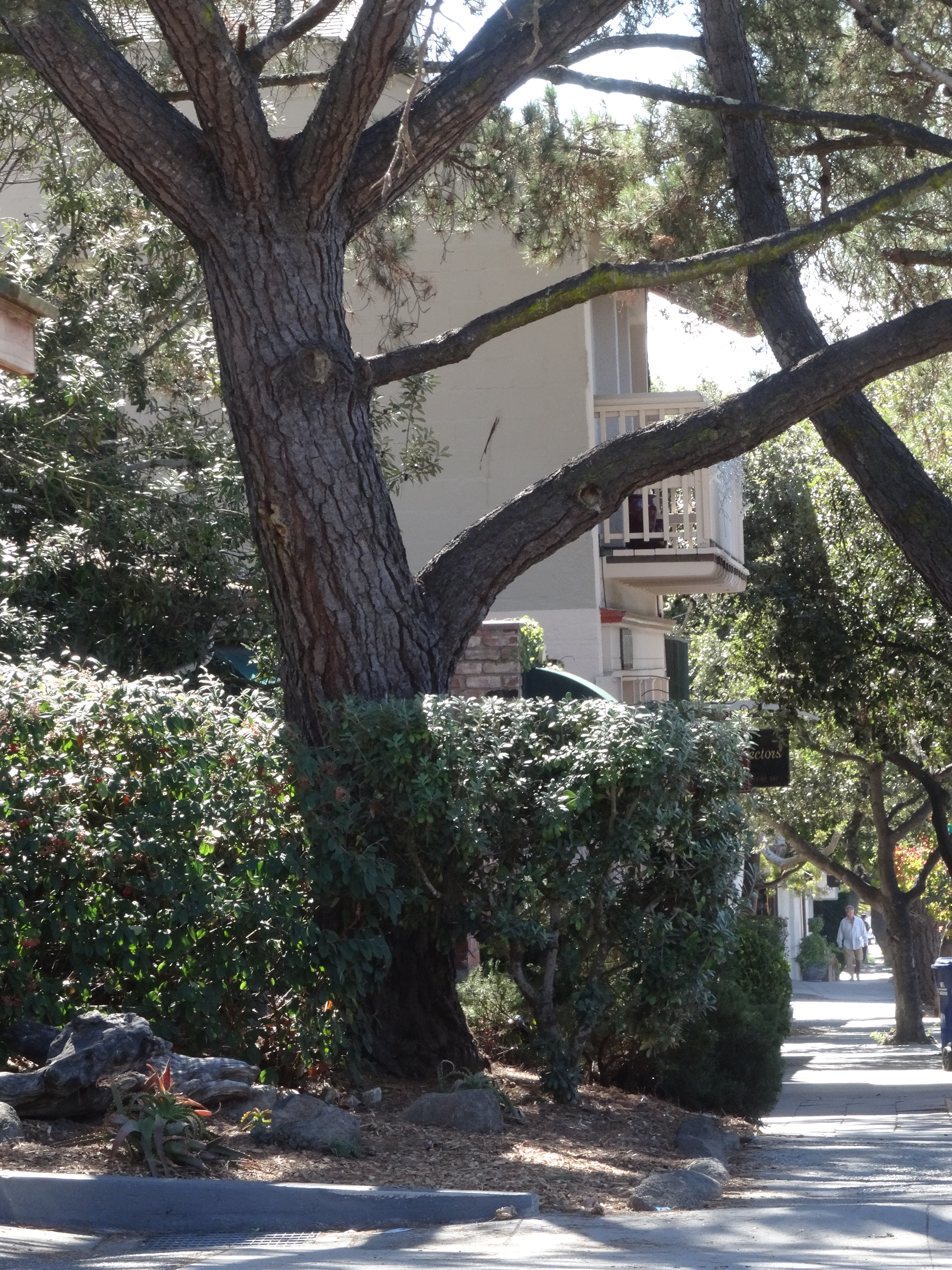 Carmel Streets 1, CA