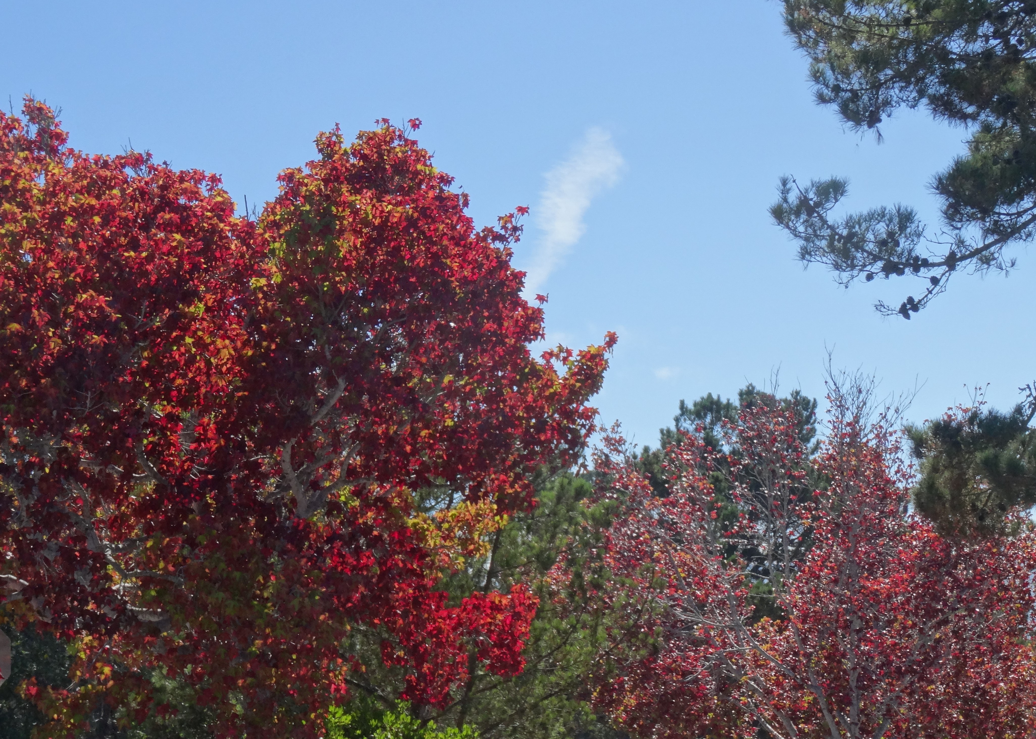 Carmel's Fall Colors