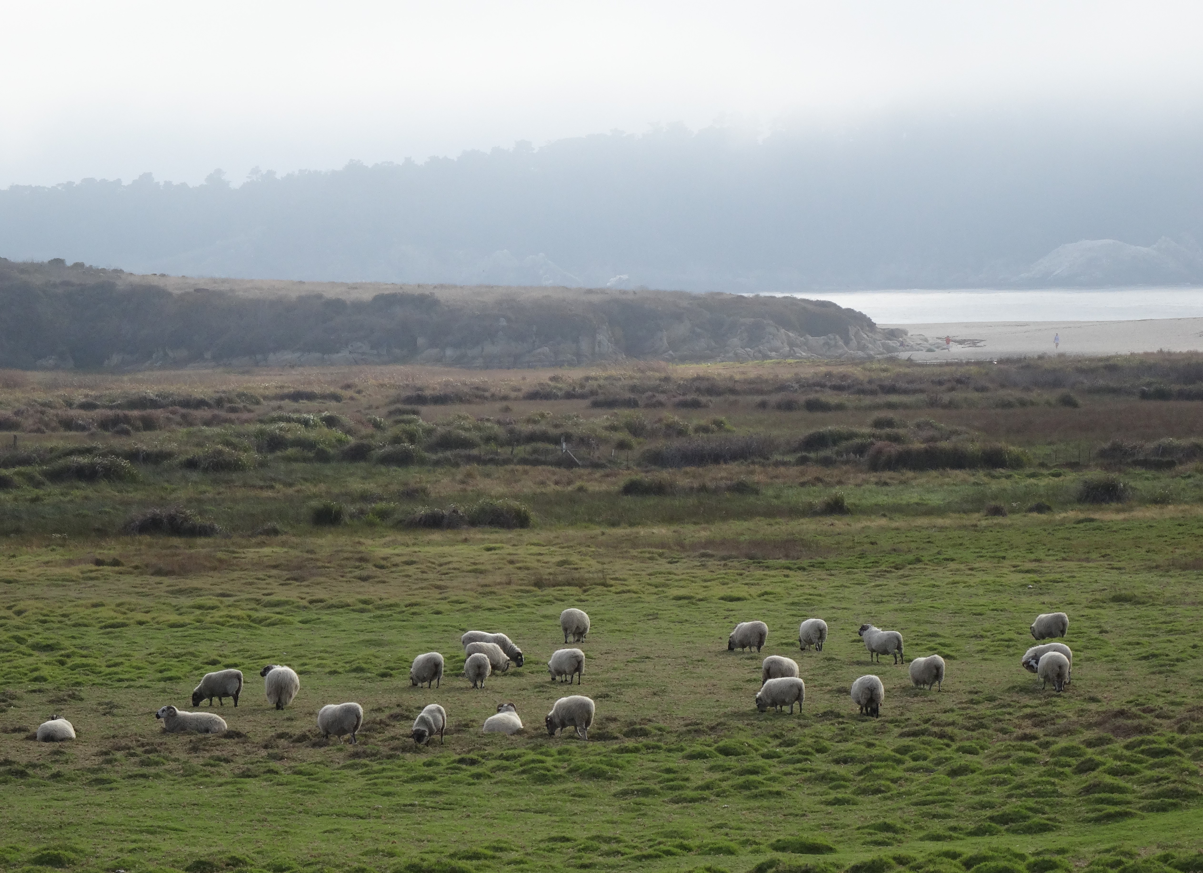 Sheep of Carmel, CA