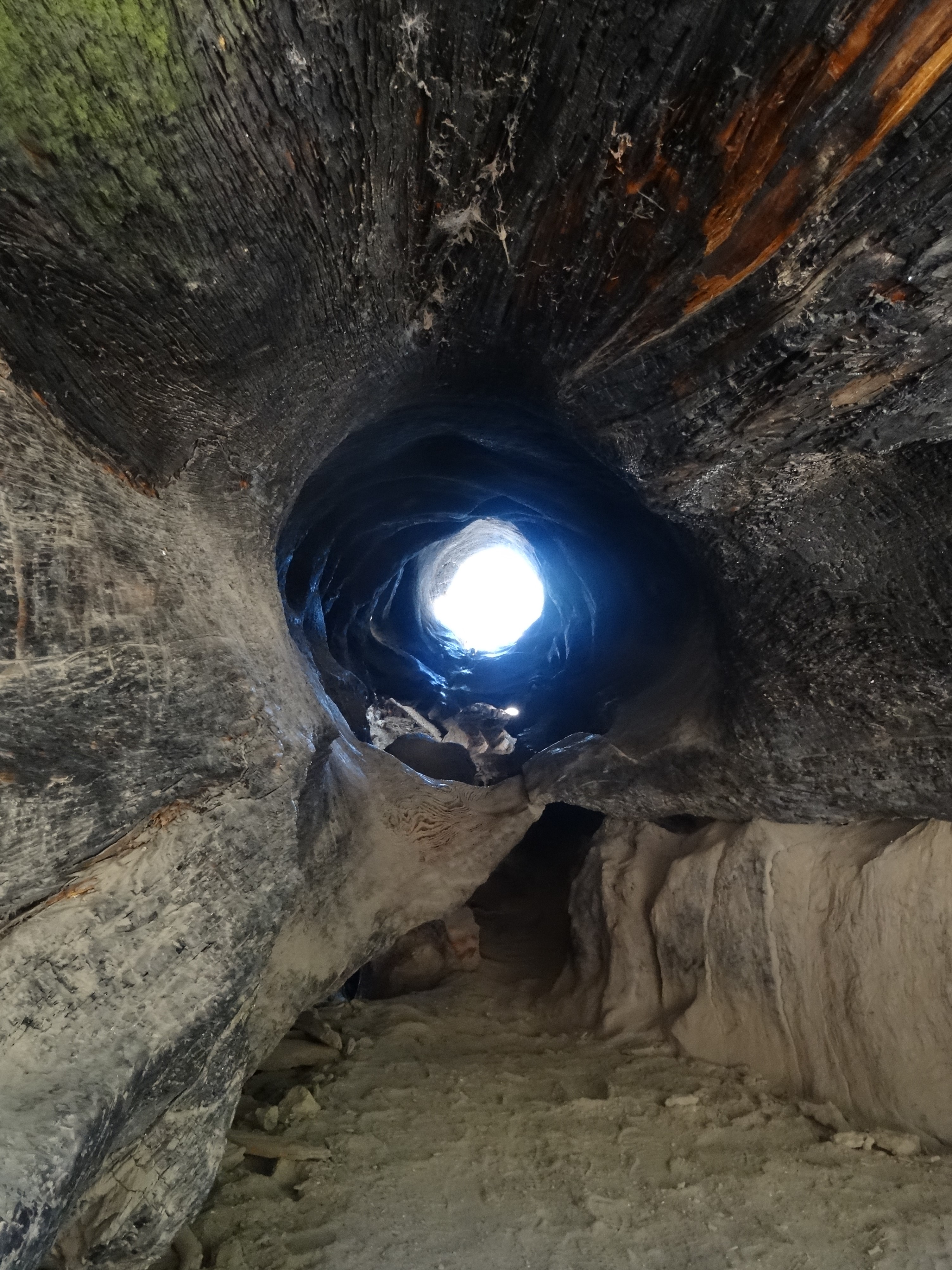 08 Inside Fallen Sequoia, Kings Canyon NP