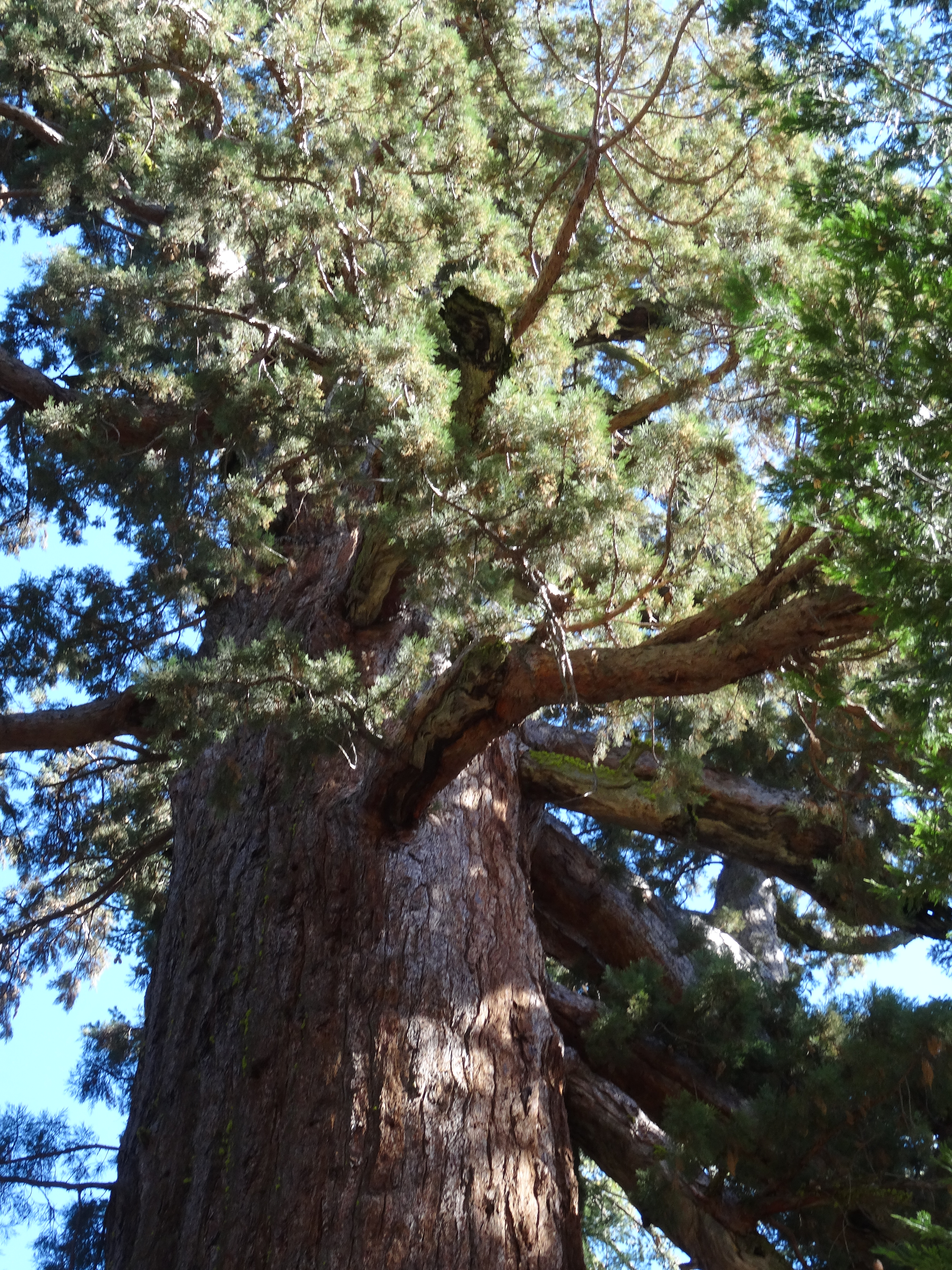 Sequoia Branches