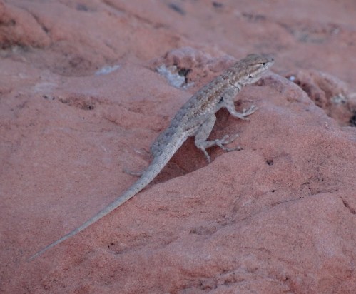 13 Valley of Fire Lizard