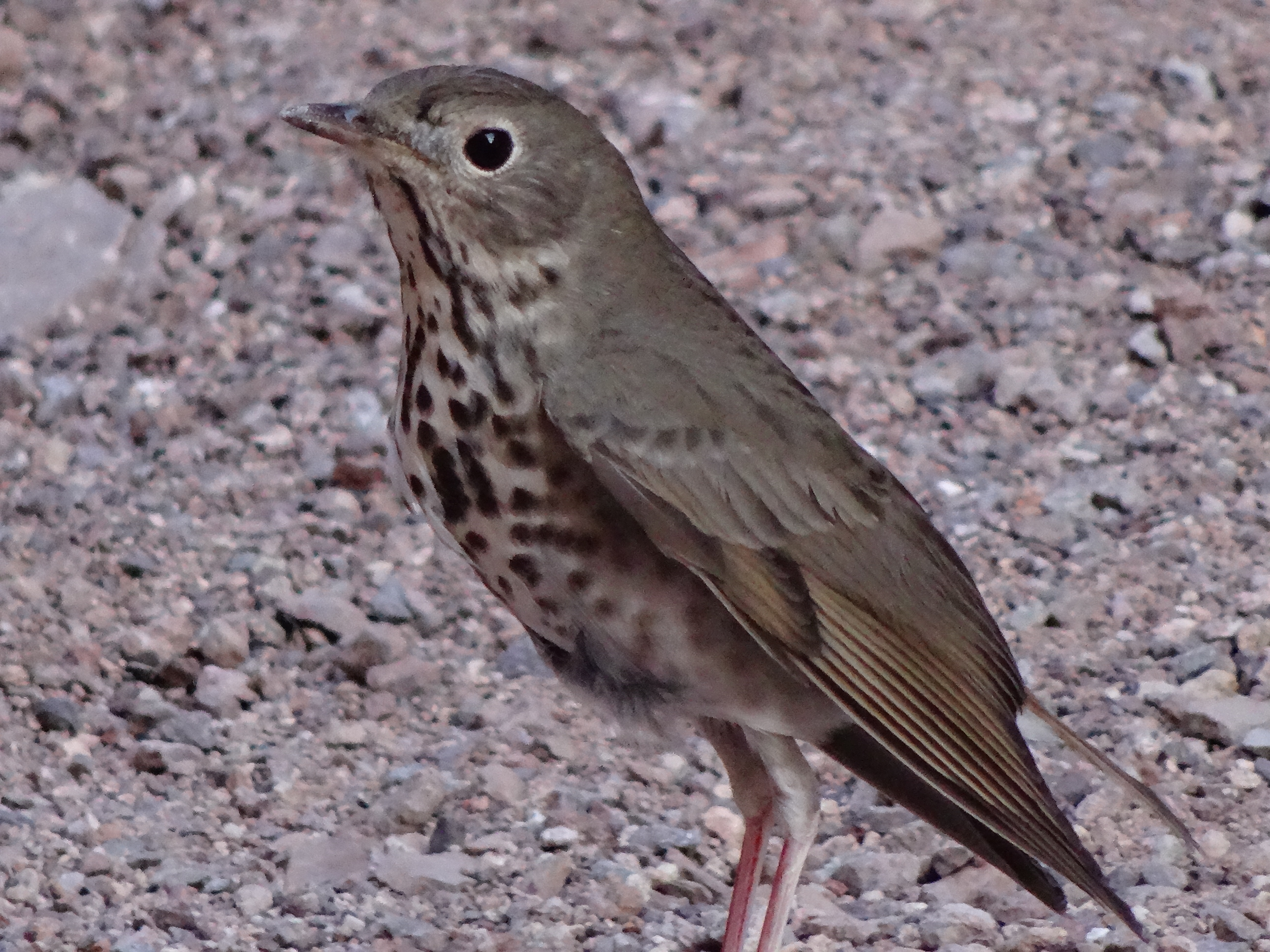 32 Swainson's Thrush, Trail Escort
