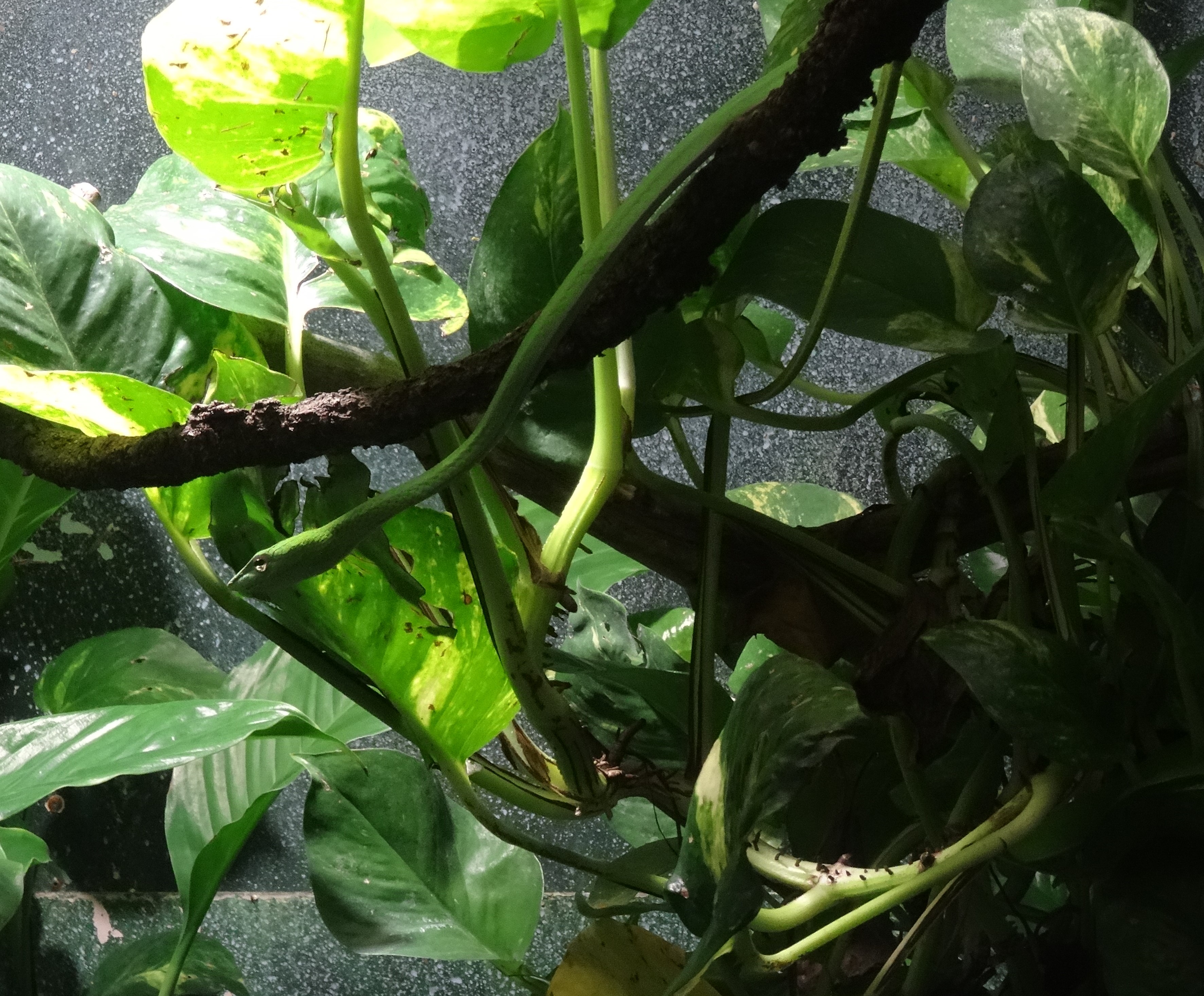 Asian Vine Snake, San Diego Zoo