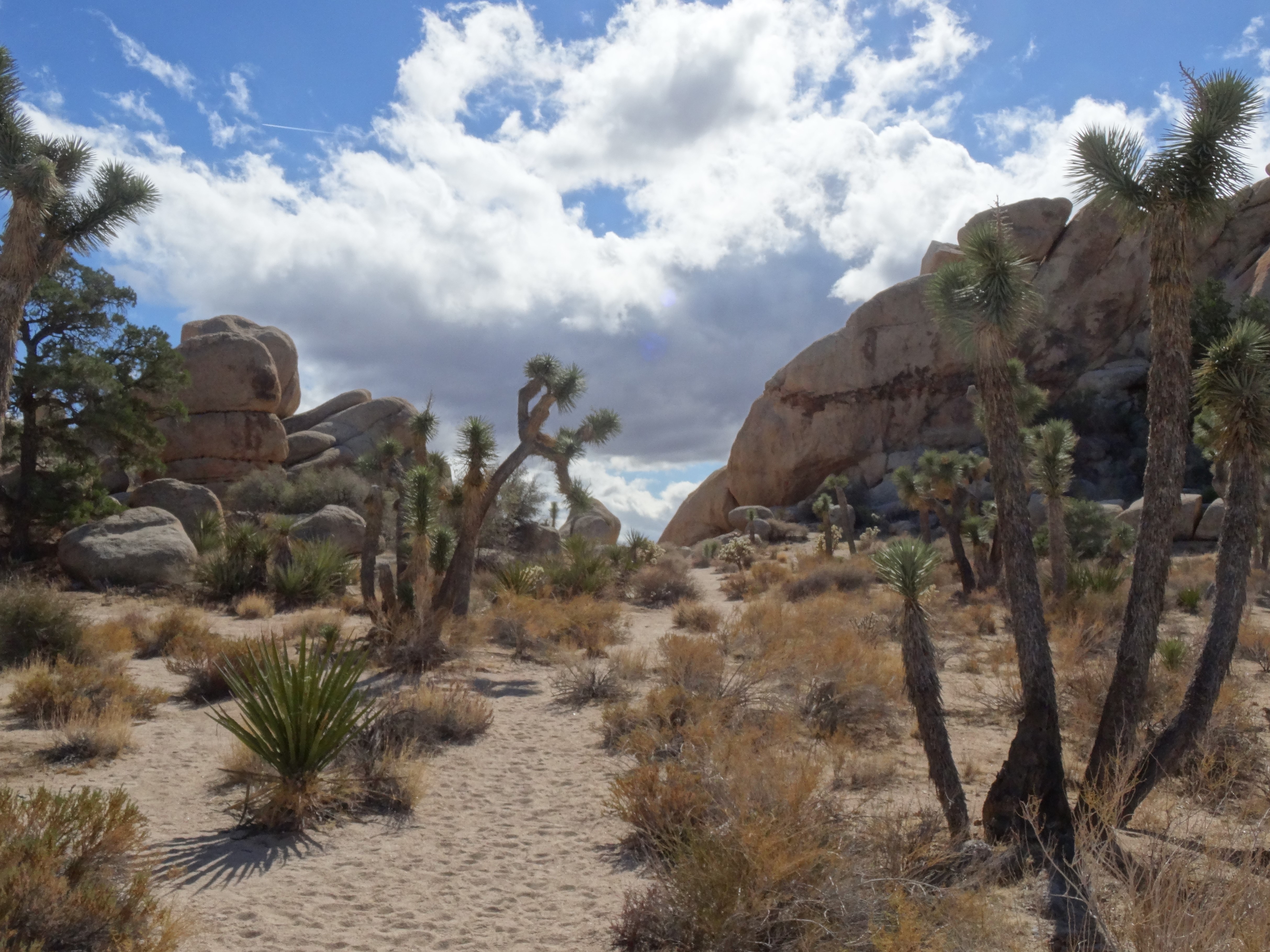 Barker Loop Trail, Joshua Tree NP 1