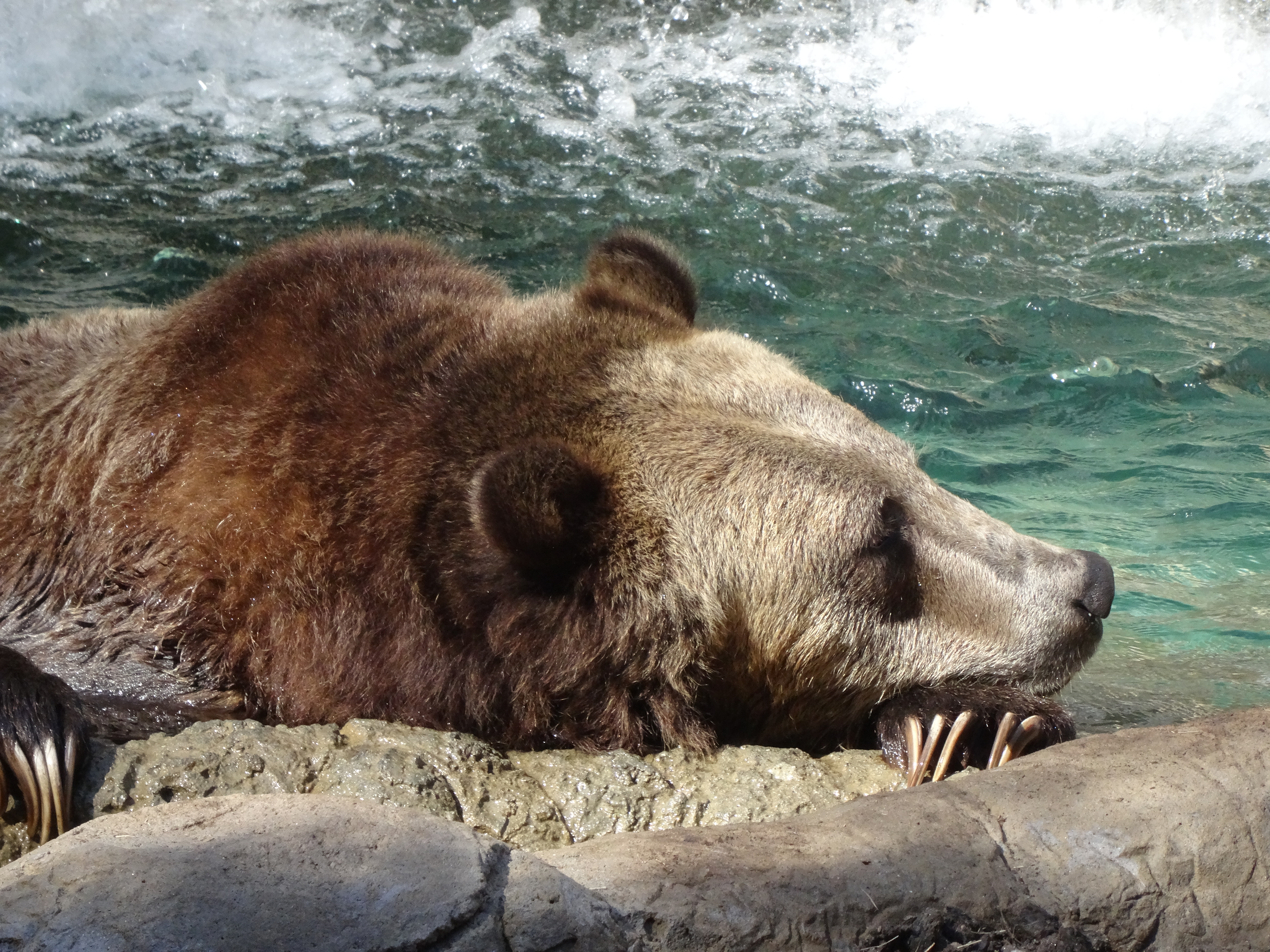 Grizzly, San Diego Zoo