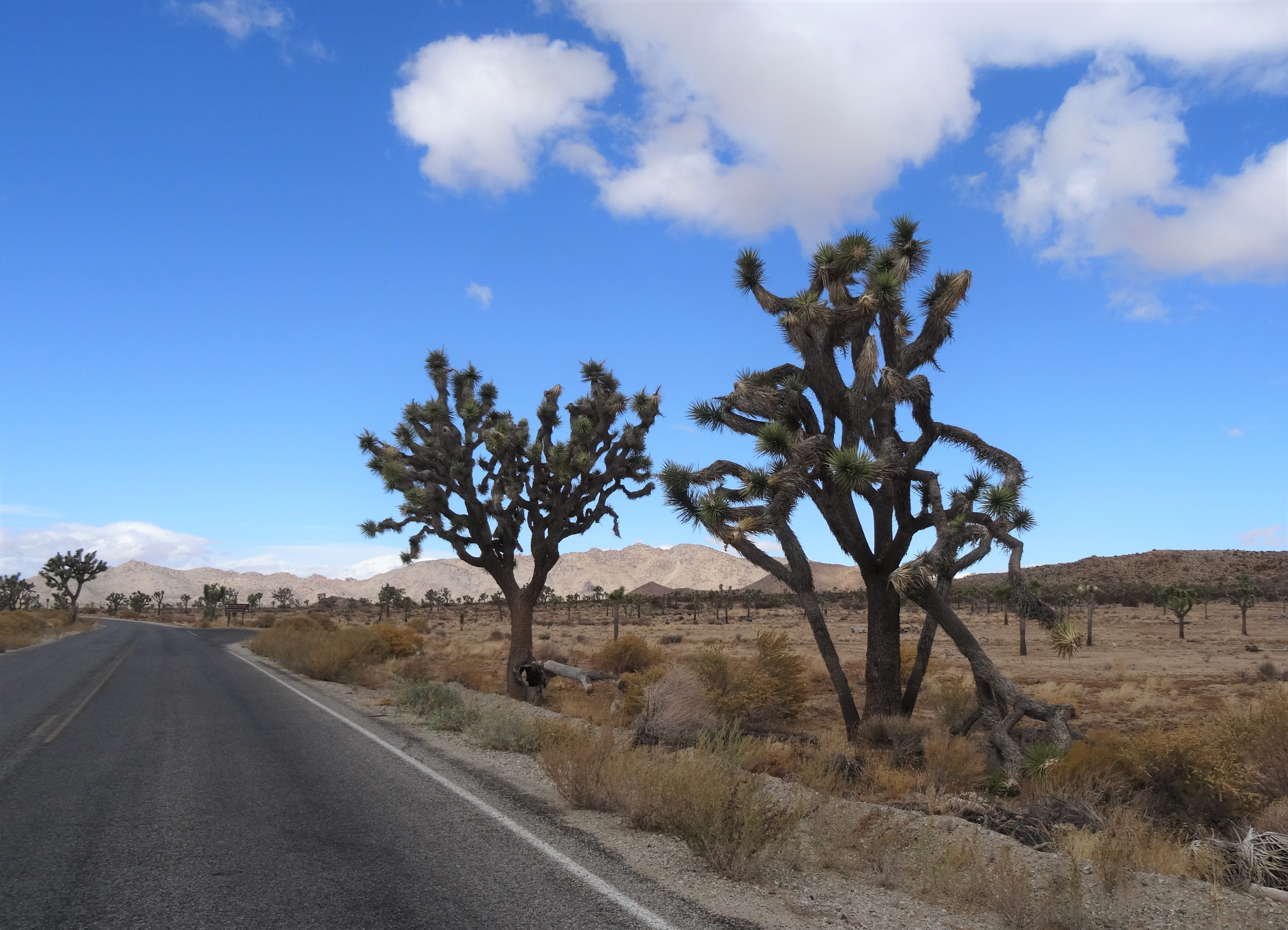 Joshua Tree Nat'l Park, CA 2