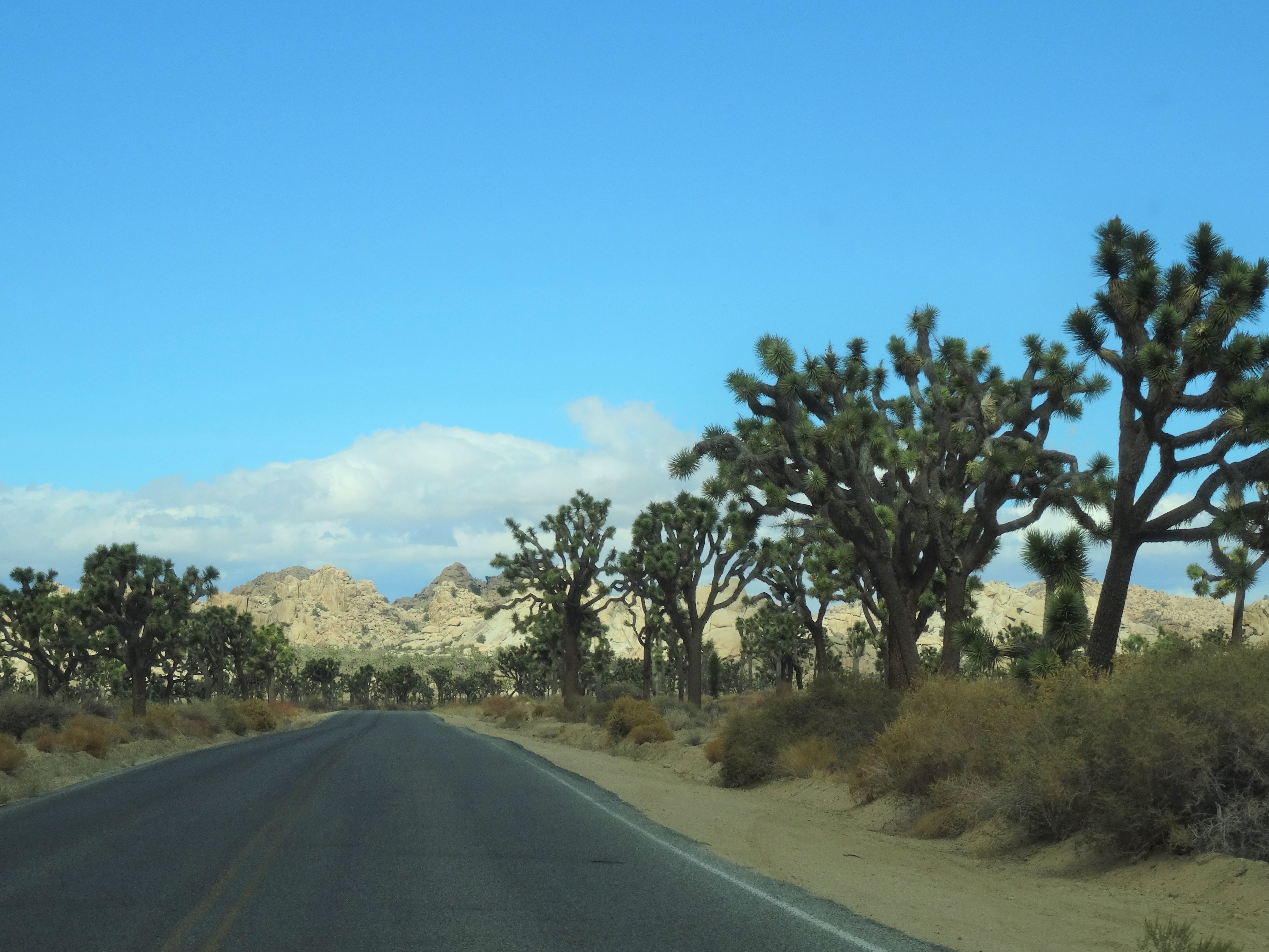 Joshua Tree Nat'l Park, CA 3