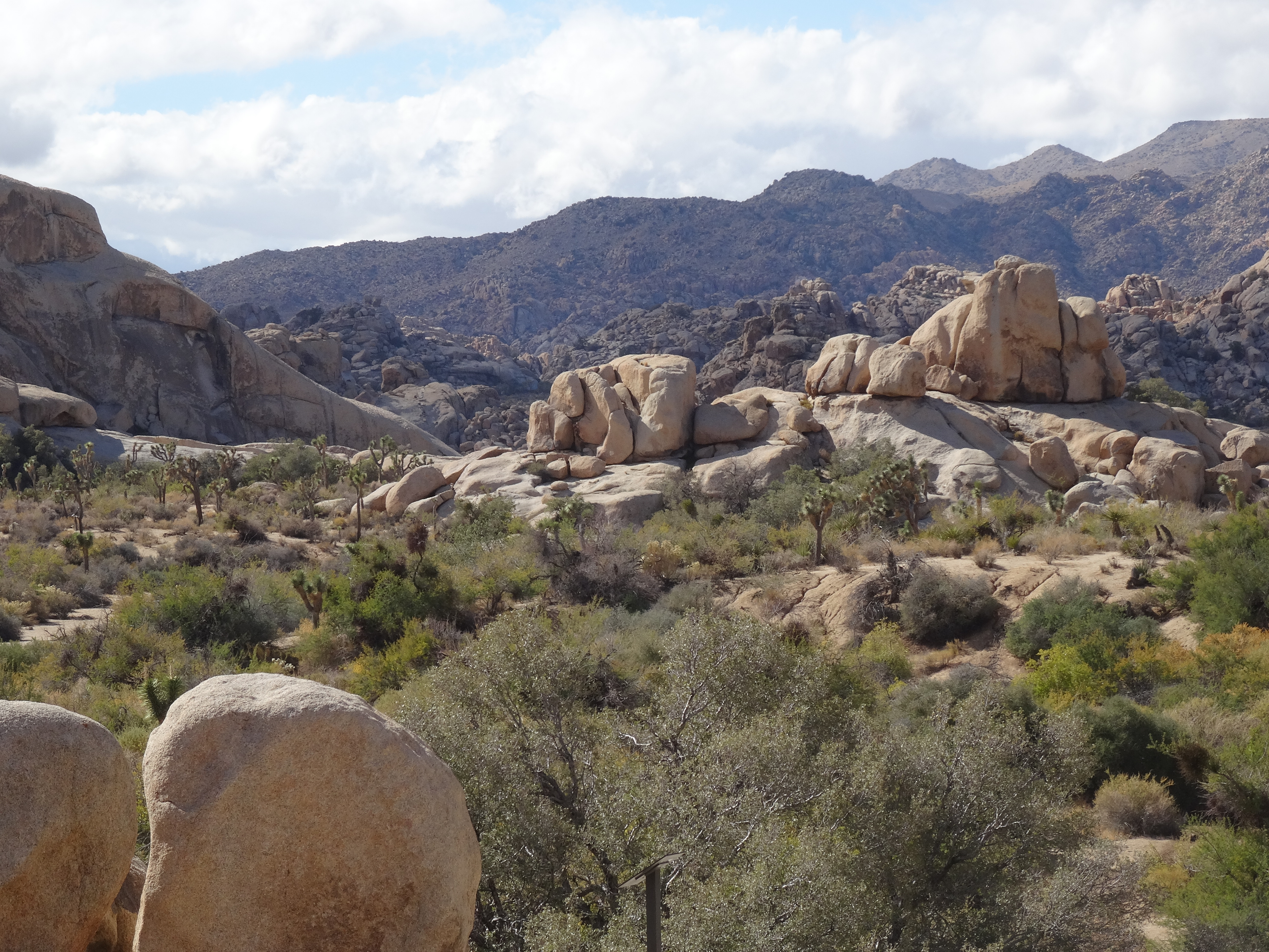 Joshua Tree Nat'l Park, CA