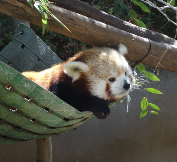 Red Panda, San Diego Zoo