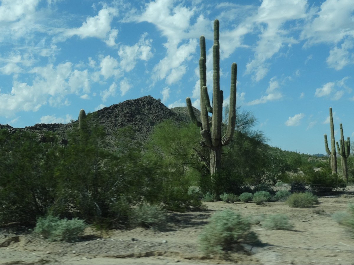 Montezuma Castle National Monument & Sonoran Desert, Arizona ~ October 24 – 25, 2014