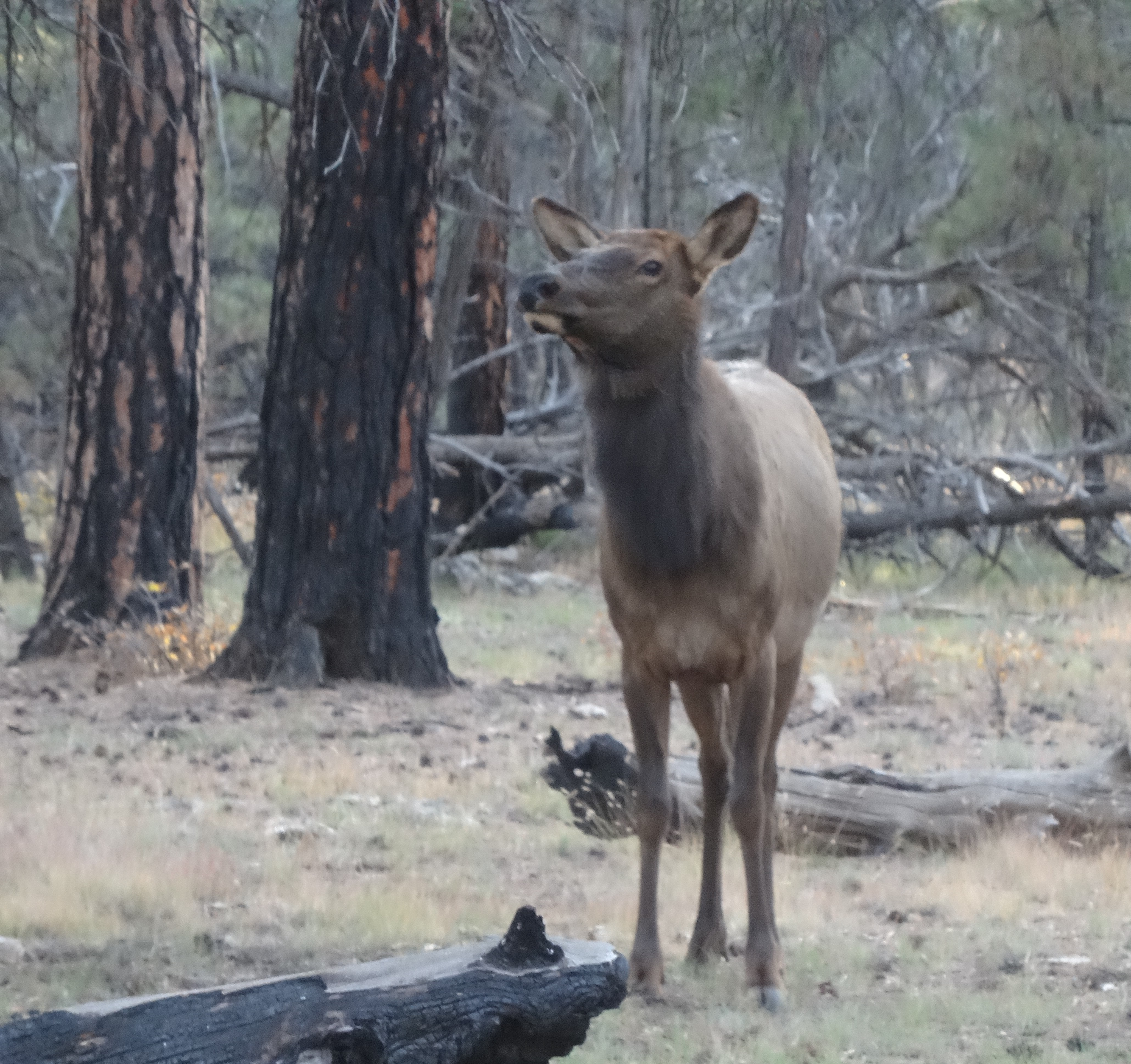Young Elk, Grand Canyon SR