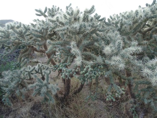 Cholla, Saguaro Natl Park W