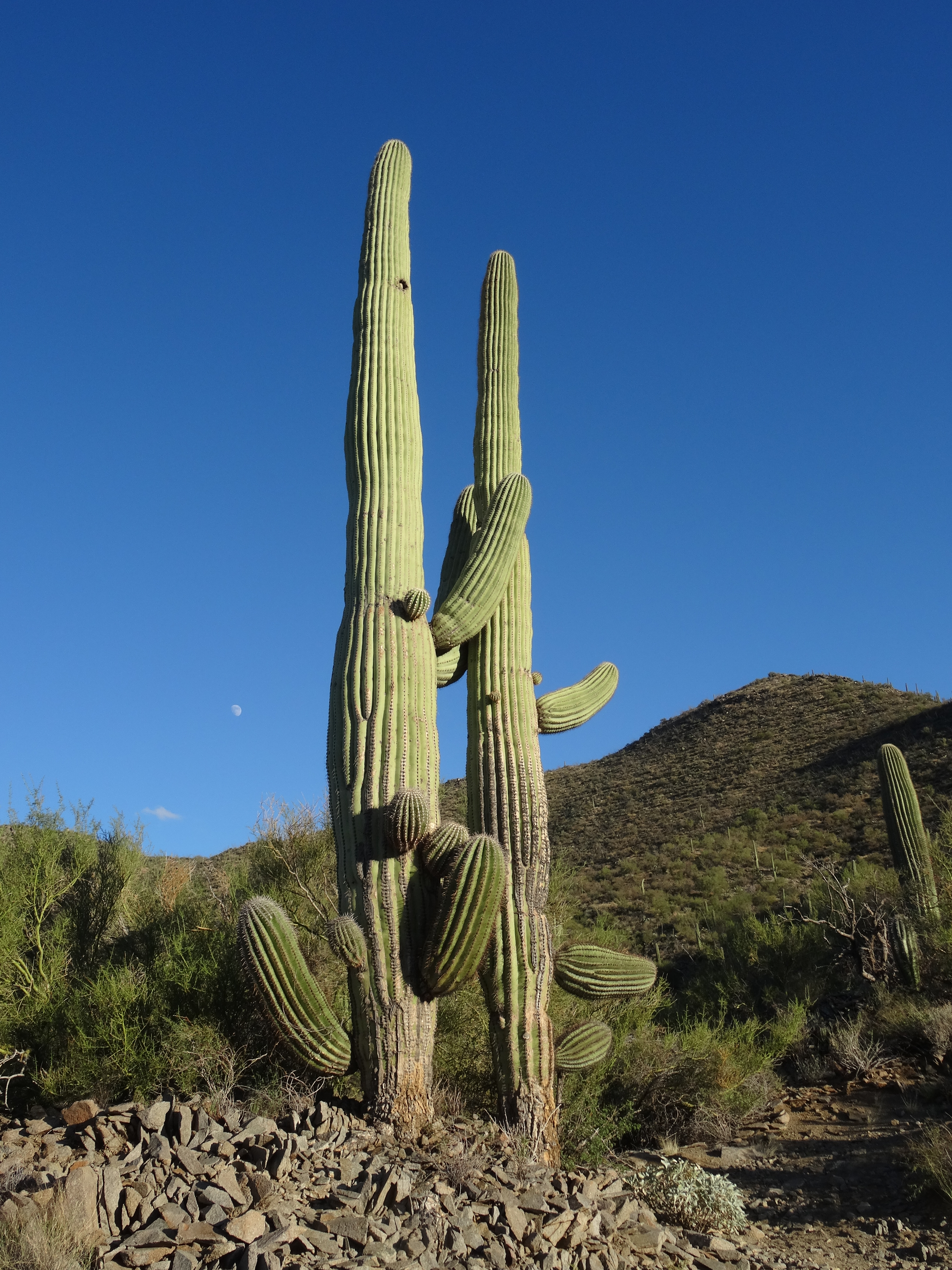 I Love You So Much! Saguaro Nat'l Park W, AZ