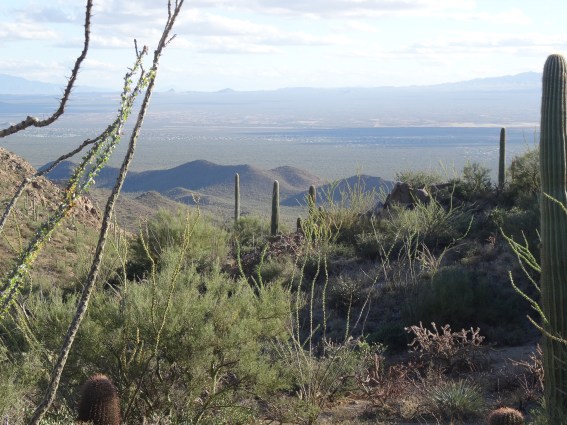 Saguaro Natl Park W from Hugh Norris Ridge
