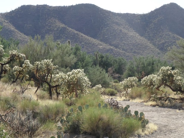 Sendero-Esperanza Trail, Saguaro NP W 1