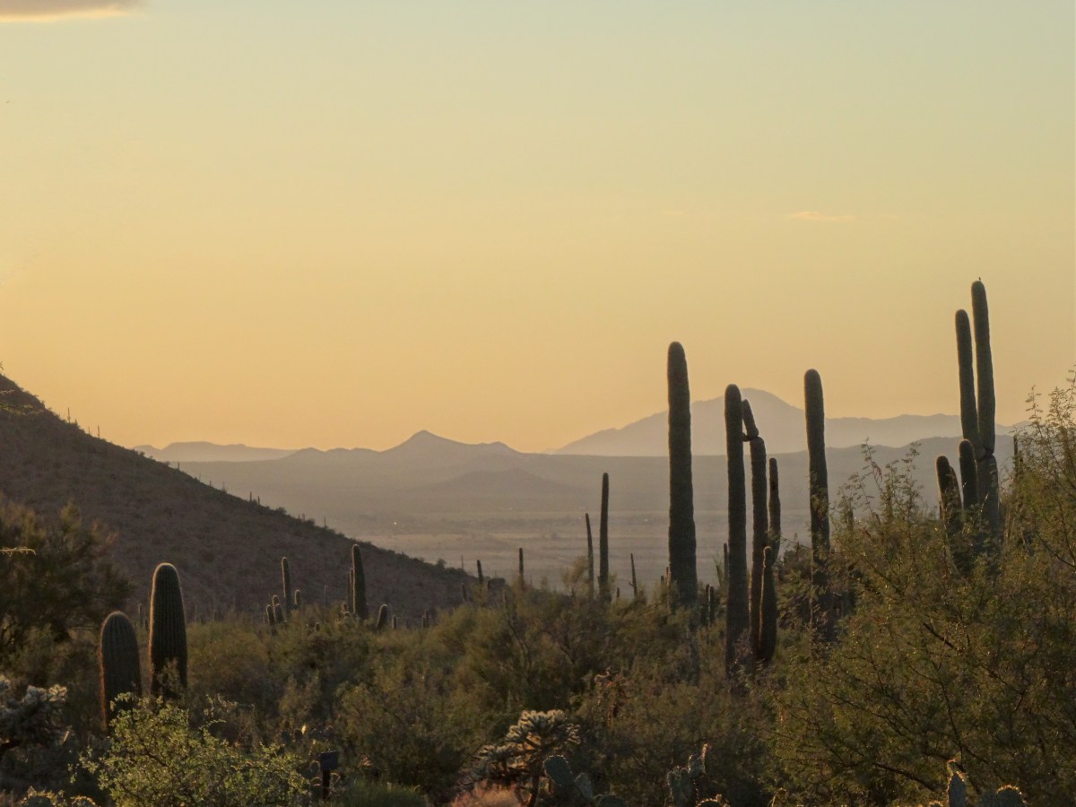 Saguaro National Park & Kitt Peak National Observatory ~ November 2 & 3, 2014