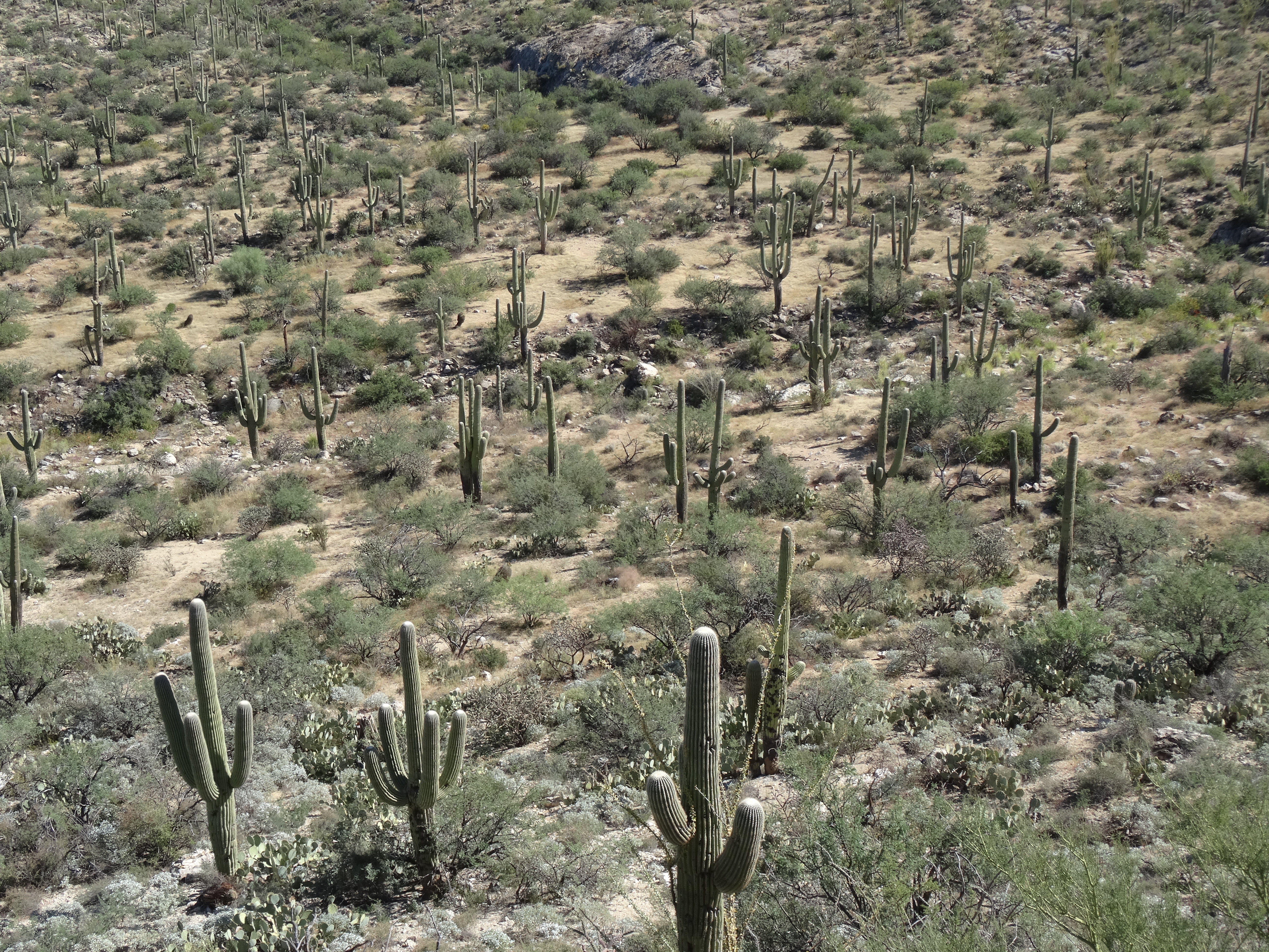 Saguaro NP E