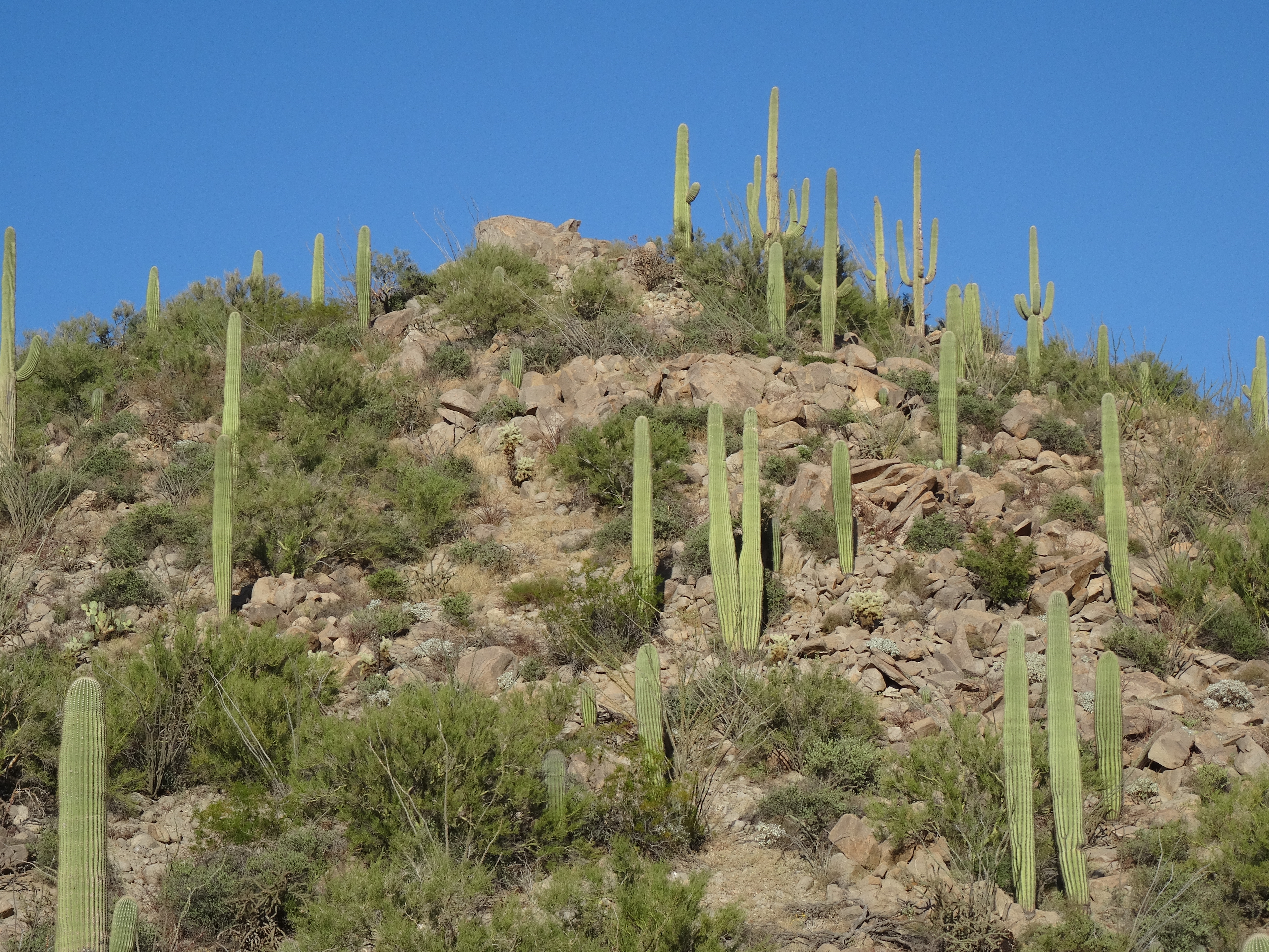 Saguaro NP W